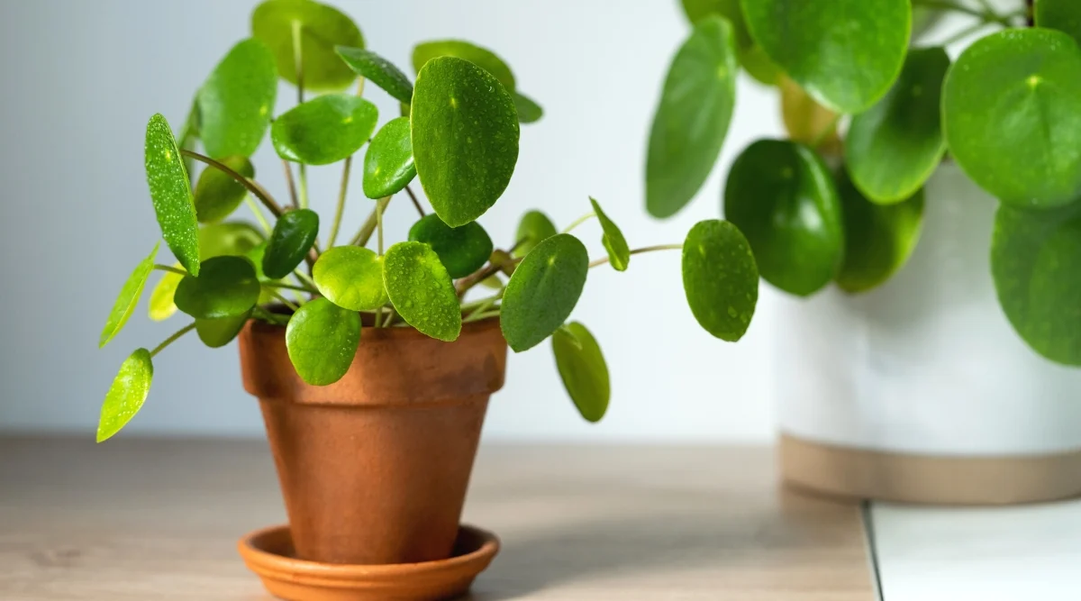 Indoor Plants That Are Easy to Care For